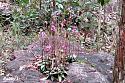 Thai flowers, your pictures-orchid-phu-ruea-np-1-jpg