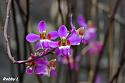 Thai flowers, your pictures-orchid-phu-ruea-np-jpg