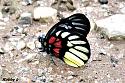 Thai Butterfly Photos-red-base-jezebel-jpg
