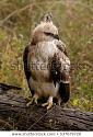 Thailand bird photos-hawk-eagle-jpg