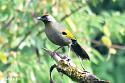 Thailand bird photos-silver-eared-laughingthrush-jpg
