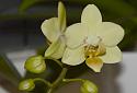 Bloom Baby Bloom!-flower-orchid-green-jpg