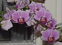 Bloom Baby Bloom!-flower-orchid-violet-jpg
