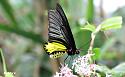Thai Butterfly Photos-golden-birdwing-troides-aeacus-phu-ruea