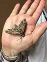 Thai Butterfly Photos-moth-jpg
