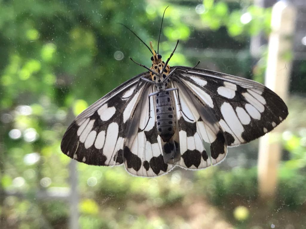 Thai Butterfly Photos-img_6037-jpg