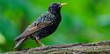 Thailand bird photos-starling-jpg