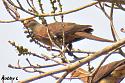 Thailand bird photos-little-cuckoo-dove-jpg