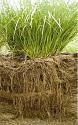 What plants to keep soil from washing away?-c0ee09fd-d421-4937-9385-3263c74f234b-jpeg