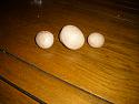 Not a golf ball but mushrooms-17112708-jpg