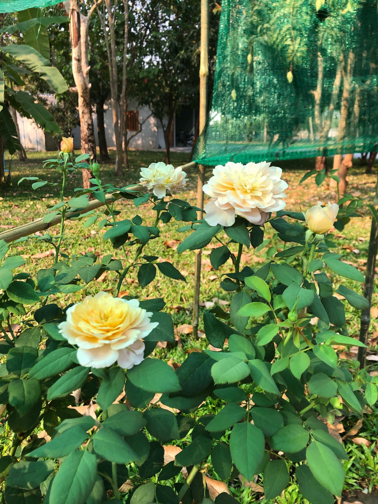 What's in your garden?-0f3aee05-c92e-4640-ac3f-2481458c9e9f-jpeg