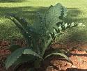 What's in your garden?-3fc70bf5-9a6c-49c3-94cb-d5ec5a825bb0-jpg