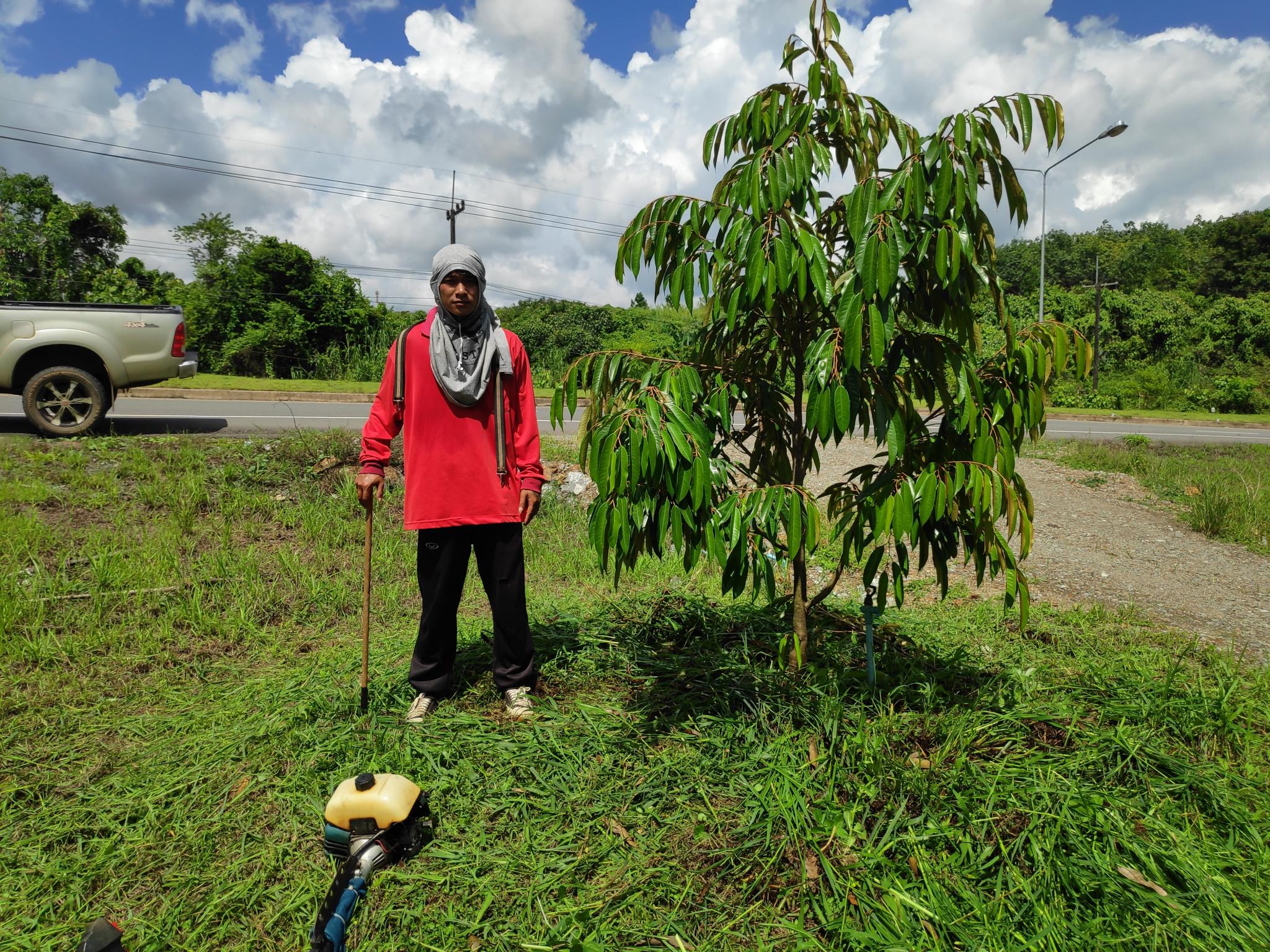 Switching from rubber to fruit trees-durian2-jpg