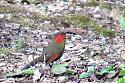 Thailand bird photos-scarlet-faced-liocichia-jpg