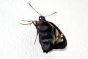 Thai Butterfly Photos-giant_redeye_skipper-jpg