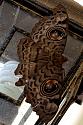 Thai Butterfly Photos-owl_moth_1751-jpg