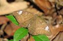 Thai Butterfly Photos-common-earl-jpg