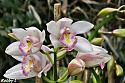 Thai flowers, your pictures-orchids-jpg
