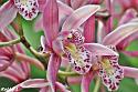Thai flowers, your pictures-orchid-2-jpg