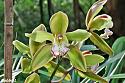 Thai flowers, your pictures-orchid-3-jpg