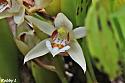 Thai flowers, your pictures-orchid-small-jpg