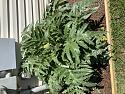 What's in your garden?-718b47be-32b1-454f-8cb2-380ad93e1615-jpg