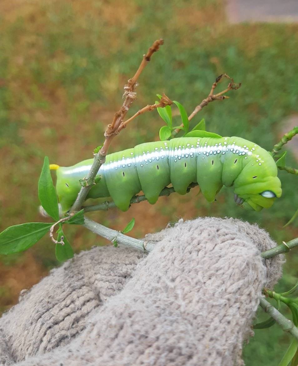 What's in your garden?-caterpillar-jpg