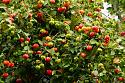 What's in your garden?-54495699-surinam-cherry-eugenia-uniflora-also