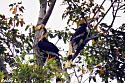 Thailand bird photos-great-hornbill-jpg