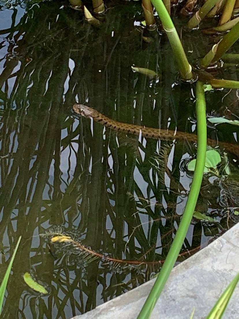 Snakes in my goldfish pond.-brown-snake-jpg