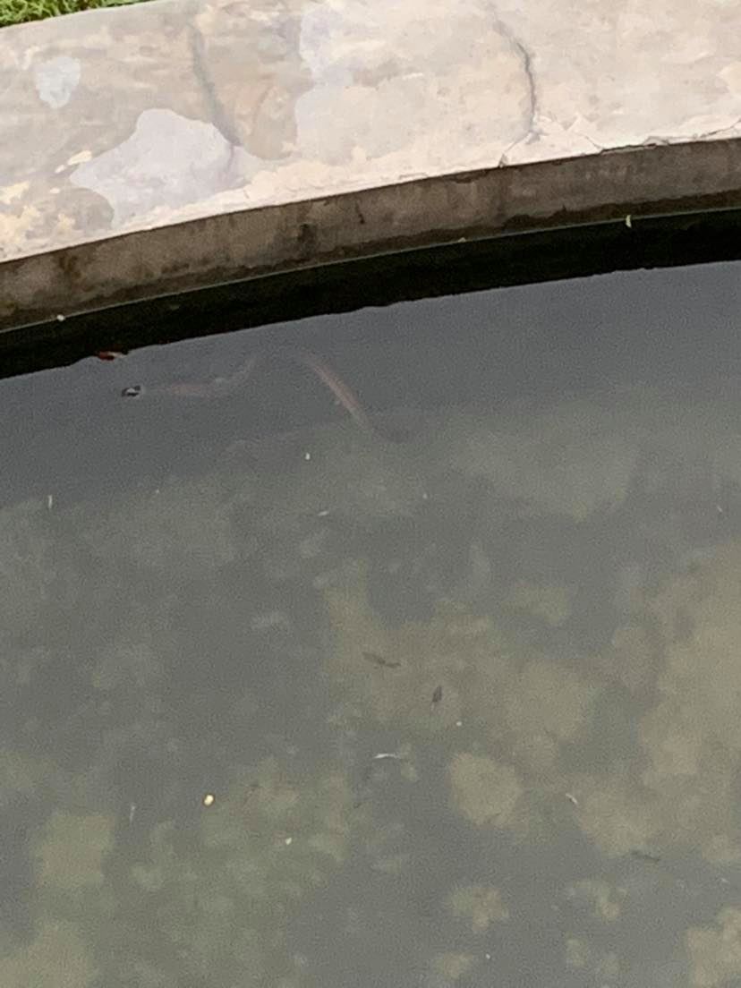 Snakes in my goldfish pond.-brown-snake-2-jpg