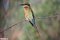 Thailand bird photos-blue-tailed-bee-eater-jpg