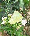 Thai Butterfly Photos-spotless-jpg