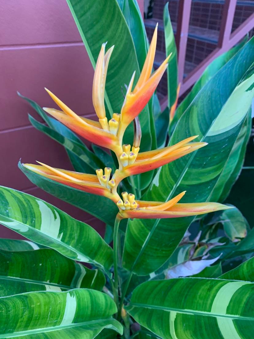 What's in your garden?-pretty-jpg