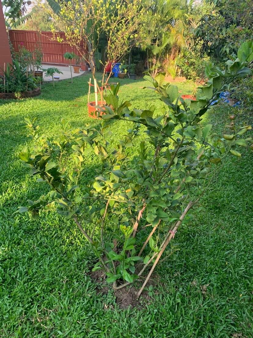 Help with my lemon Tree.-lemon-4-jpg