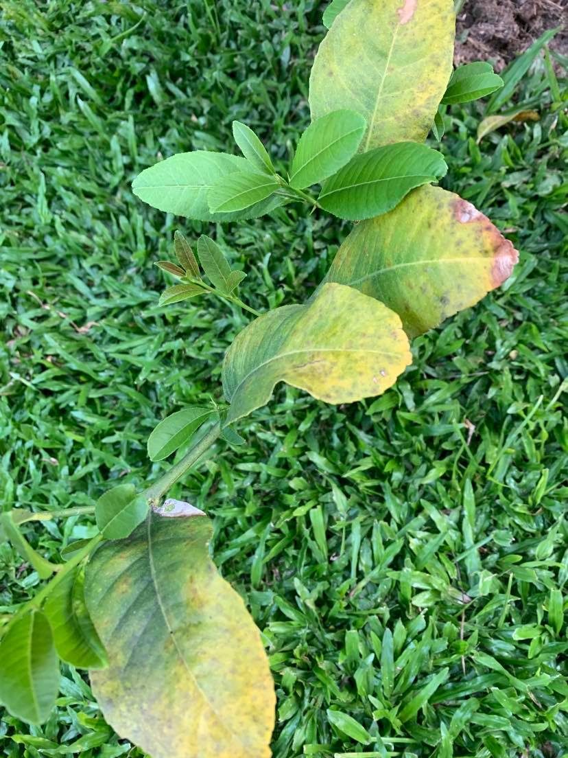Help with my lemon Tree.-lemon2-jpg