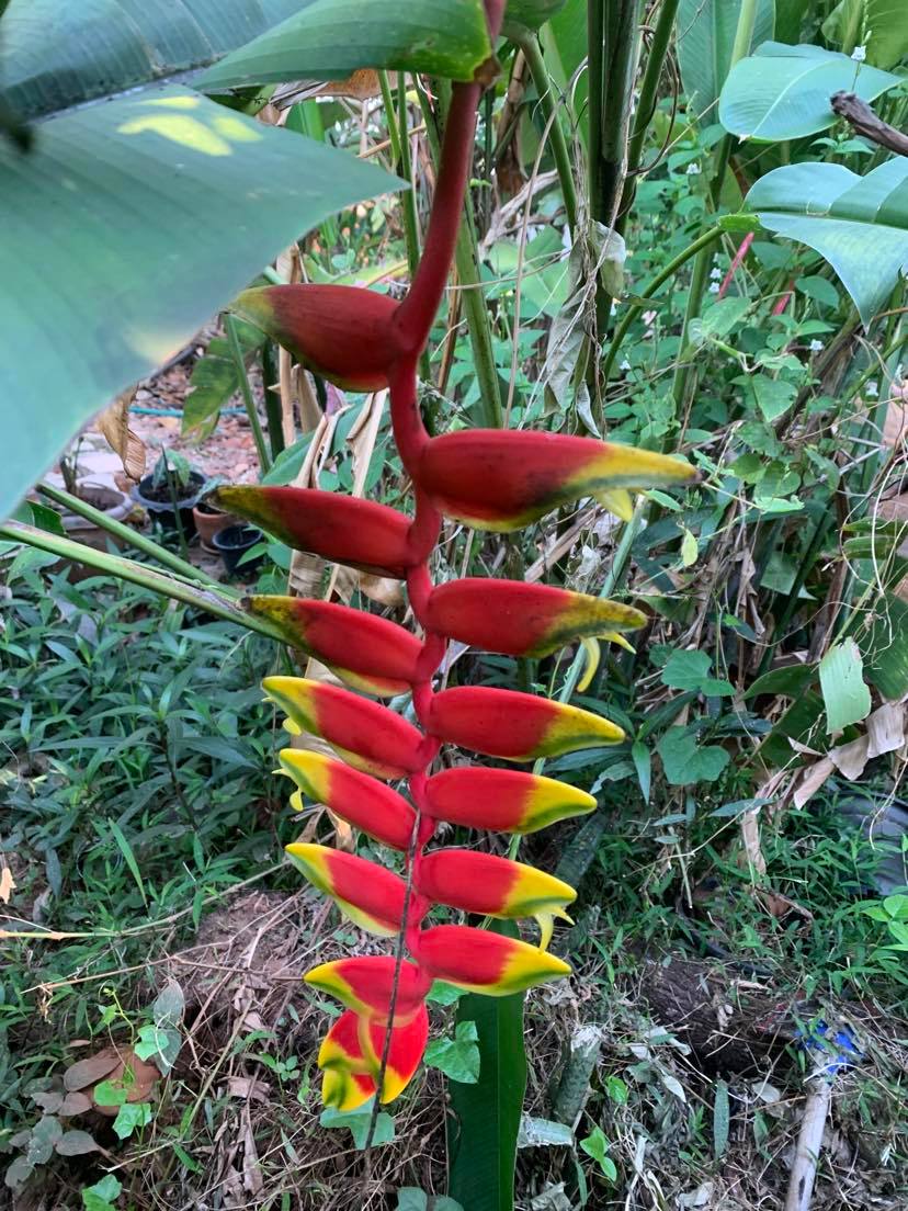 What's in your garden?-bird-paradice-jpg