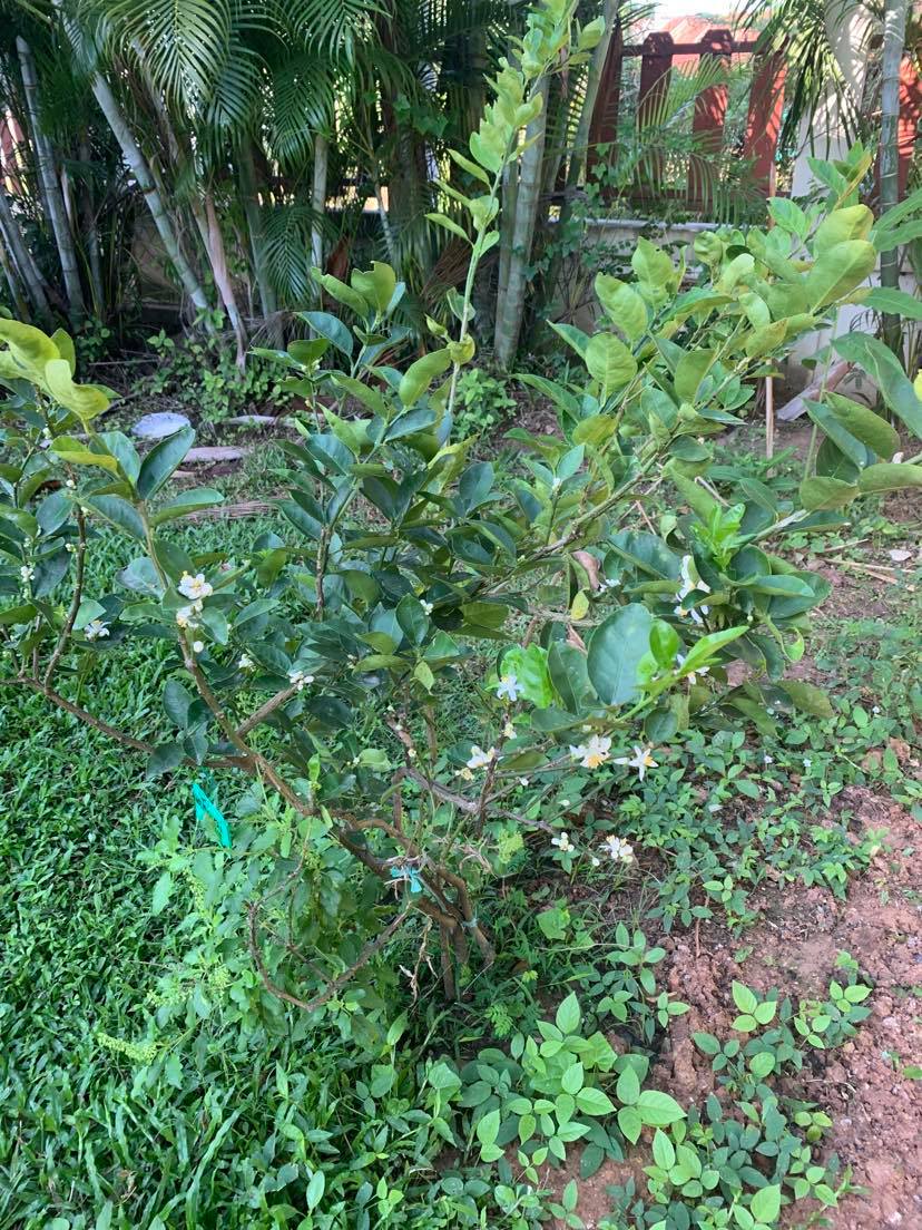 What's in your garden?-lime-tree-jpg