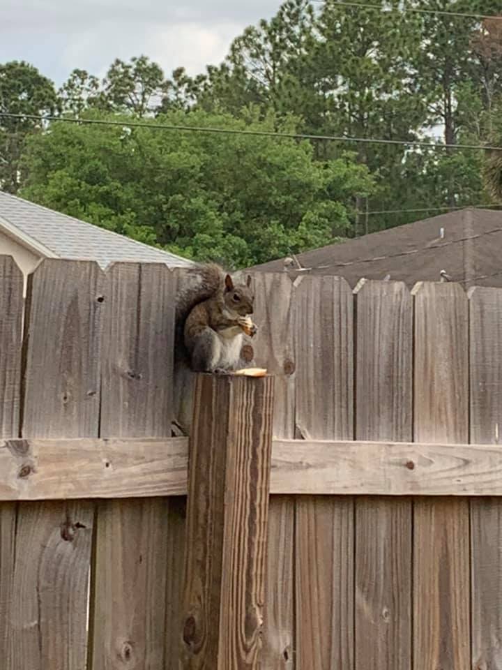 Those damn squirrels!-sq-fence-jpg