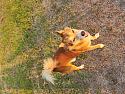 Wildlife through my/ your lense...-20230404_174916-copy-jpg