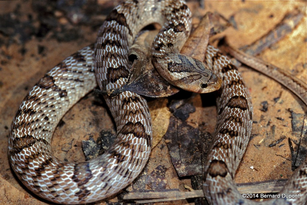 Another Snake ID request thread-7783163348_1fd8c8d5ca_b-khao-yai-banded-kukri-snake