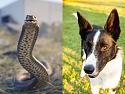What do you do if your dog has cornered a snake? And how do you treat a pet's snake b-eastern-brown-snake-billie-data-jpg