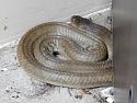What do you do if your dog has cornered a snake? And how do you treat a pet's snake b-13340194_1865725063654867_1482583520762962998_o-jpg