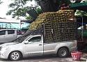 The overloaded Thai vehicle picture thread-tumblr_moo4yrafsm1r8w5s5o2_1280-jpg
