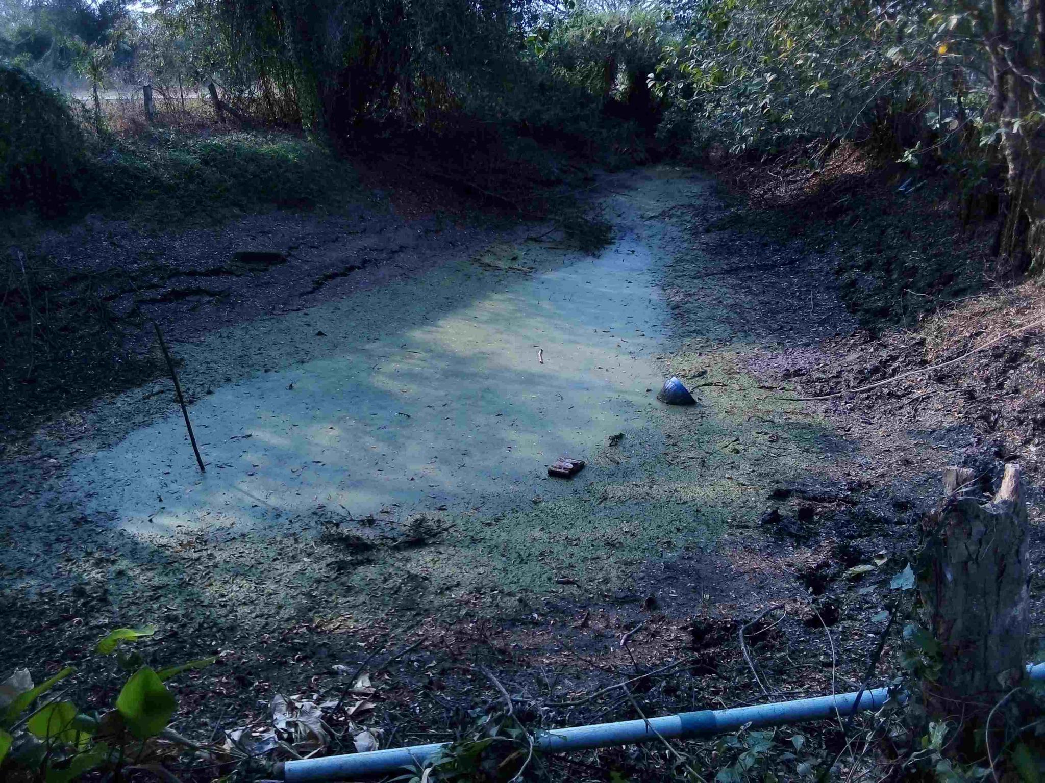 An Isaan Pond-img_20200225_162708-jpg