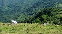 Hiking in the Phils-p_20180216_094757_cows-jpg