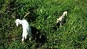 Hiking in the Phils-p_20180216_101513_baby_goats-jpg