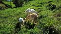 Hiking in the Phils-p_20180216_101519_goats-jpg