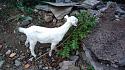 Hiking in the Phils-01_goat-jpg