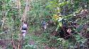 Hiking in the Phils-08_dense_forest-jpg